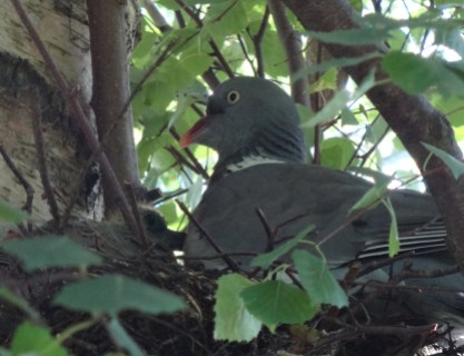 Ring Dove nesting in Birch.